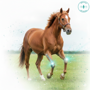 Infortuni e lesioni del Cavallo Cause, Sintomi e Strategie di Recupero